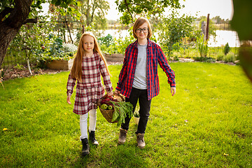 Image showing Happy brother and sister gathering apples in a garden outdoors together