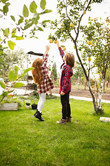 Image showing Happy brother and sister gathering apples in a garden outdoors together