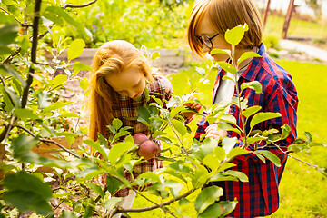 Image showing Happy brother and sister gathering apples in a garden outdoors together