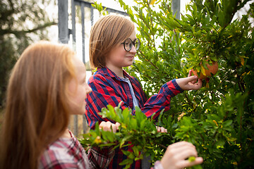 Image showing Happy brother and sister gathering apples in a garden outdoors together