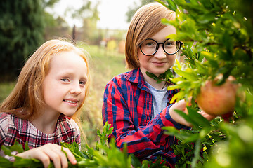 Image showing Happy brother and sister gathering apples in a garden outdoors together