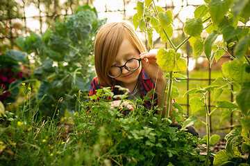 Image showing Happy little boy planting in a garden outdoors