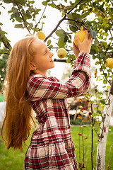 Image showing Happy little girl gathering apple, seasonal food in a garden outdoors