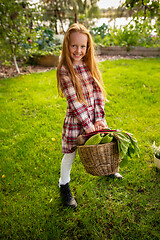 Image showing Happy little girl with bucket of seasonal food in a garden outdoors