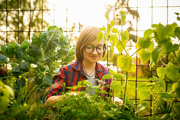 Image showing Happy little boy planting in a garden outdoors