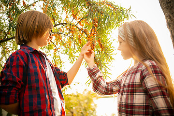 Image showing Happy brother and sister gathering sea buckthorn in a garden outdoors together