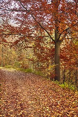 Image showing Autumn forest path