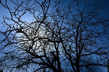 Image showing Bare tree branches