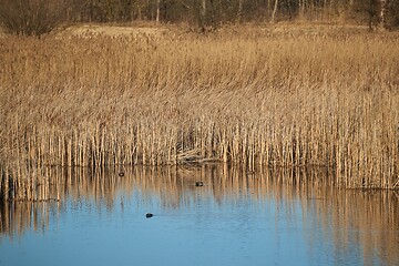 Image showing Swamp with plants growing