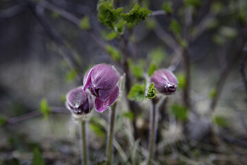 Image showing Mogop, Pulsatilla, Vernalis