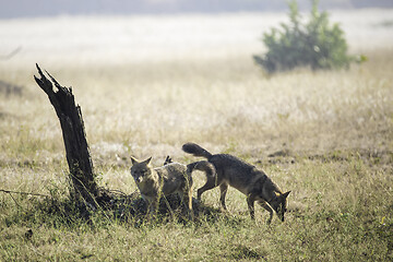 Image showing Hyenas