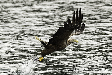 Image showing White tailed eagle