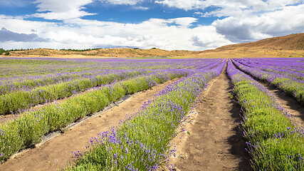 Image showing lavender field in New Zealand