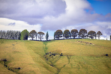 Image showing row of trees in south New Zealand