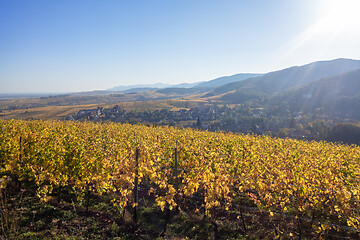 Image showing a view over a vineyard at Alsace France in autumn light