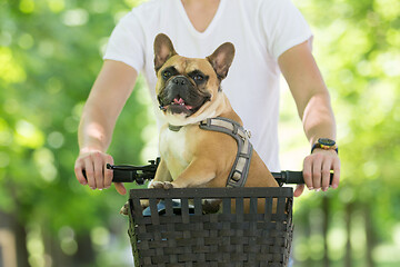 Image showing French bulldog dog enjoying riding in bycicle basket in city park