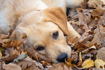 Image showing Sad dog puppy Labrador lying in forest