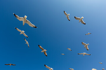 Image showing Many seagulls fly against the blue sky