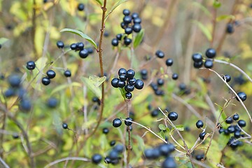 Image showing wild privet fruits closeup