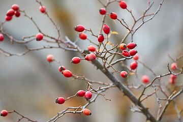 Image showing Rosehips herb closeup