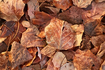 Image showing Fallen autumn leaves