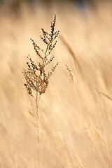 Image showing Weed plant growing