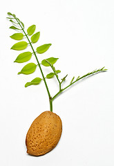 Image showing almond with acacia branch