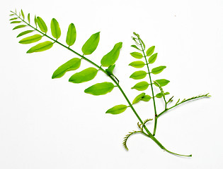 Image showing acacia branch