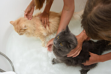 Image showing Children put two cats in the bathroom and try to keep them milking in order to bathe