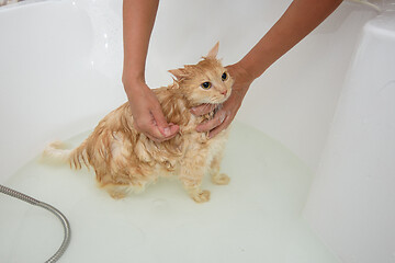 Image showing The cat is soaped with shampoo, put in a bath with water