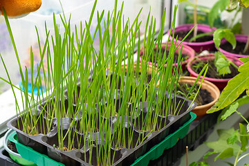 Image showing Growing oats on the window for feeding cats