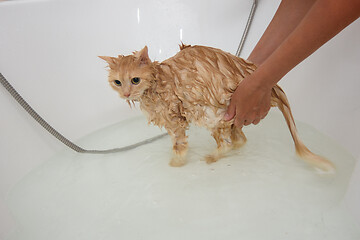 Image showing Domestic cat bathed in a spacious bathroom