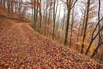 Image showing Autumn forest path