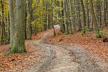 Image showing Autumn forest path