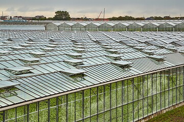 Image showing Greenhouse agricultural production