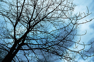 Image showing Bare tree branches