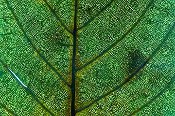 Image showing Leaf leaf texture macro