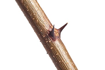 Image showing Thorns of a plant