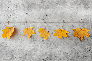 Image showing dry fallen autumn maple leaves hanging on string