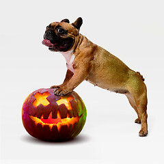 Image showing Cute puppy with halloween Jack-o-Lantern pumpkin isolated on white studio background