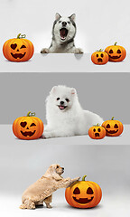 Image showing Collage of cute puppies with halloween Jack-o-Lantern pumpkin isolated on white studio background