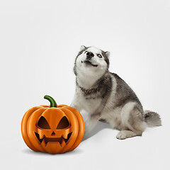 Image showing Cute puppy with halloween Jack-o-Lantern pumpkin isolated on white studio background