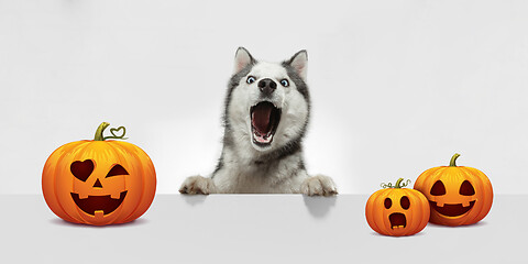 Image showing Cute puppy with halloween Jack-o-Lantern pumpkin isolated on white studio background