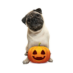 Image showing Cute puppy with halloween Jack-o-Lantern pumpkin isolated on white studio background