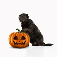 Image showing Cute puppy with halloween Jack-o-Lantern pumpkin isolated on white studio background