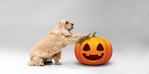 Image showing Cute puppy with halloween Jack-o-Lantern pumpkin isolated on white studio background