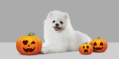 Image showing Cute puppy with halloween Jack-o-Lantern pumpkin isolated on white studio background