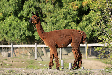 Image showing Brown Alpaca, Vicugna pacos