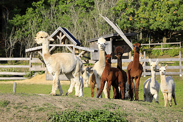 Image showing Herd of Alpacas on Farm