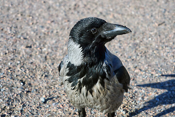 Image showing Hooded Crow, Corvus cornix